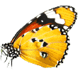 http://okeydoggy.gr/wp-content/uploads/2019/08/butterfly.png